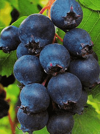 Ирга ольхолистная Northline