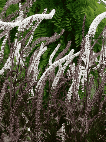 Клопогон ветвистый  Black Negligee