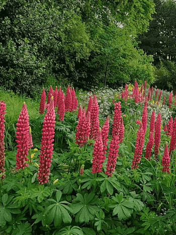 Люпин многолистный My Castle