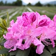 Рододендрон гибридный кэтевбинский Розеум Элеганс Рододендрон гибридный кэтевбинский Розеум Элеганс