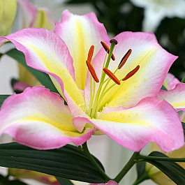 Лилия восточная Капитан Триколор