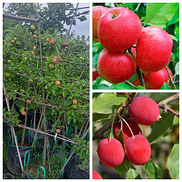 Яблоня пальметта на шпалере 5 лет+ Хоней Крисп-Китайка Долго