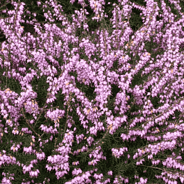 Эрика дарленская Darley Dale