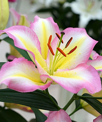 Лилия восточная Капитан Триколор