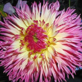 Георгина Бахромчатая Филотея