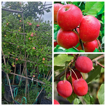 Яблоня пальметта на шпалере 5 лет+ Хоней Крисп-Китайка Долго