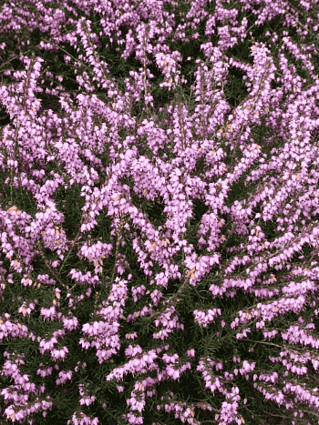 Эрика дарленская Darley Dale