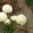 Астра Шаровая Lady Coral White Cream