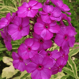 Флокс метельчатый Harlequin