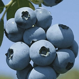 Голубика высокорослая Brigitta Blue