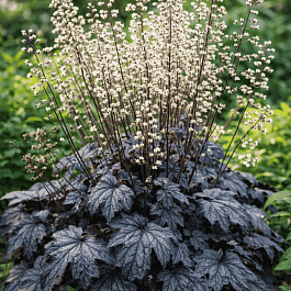 Гейхерелла Infinity