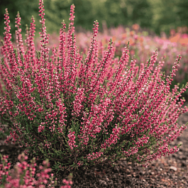 Вереск обыкновенный Selma