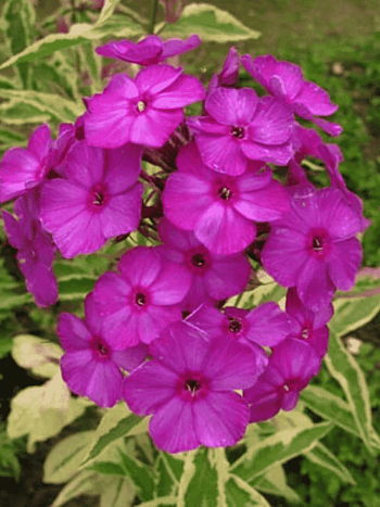 Флокс метельчатый Harlequin