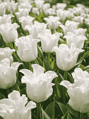 Тюльпан Liberstar