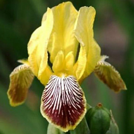 Ирис бородатый Реальгар