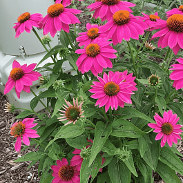 Эхинацея пурпурная Pow Wow Wild Berry