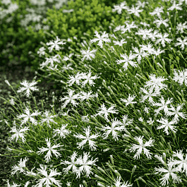 Гвоздика песчаная Little Maiden