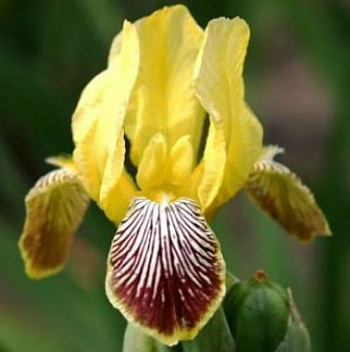 Ирис бородатый Реальгар