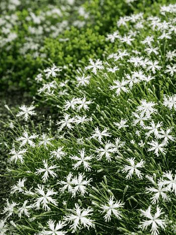 Гвоздика песчаная Little Maiden