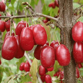 Кизил Плодовый Jolico