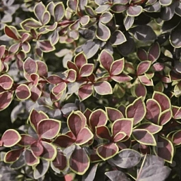 Барбарис Тунберга Coronita