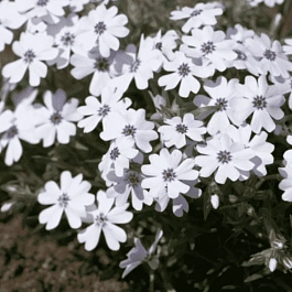 Флокс шиловидный Bavaria