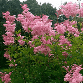 Лабазник пурпурный Venusta Magnifica