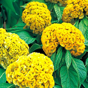 Целозия гребенчатая Армор Еллоу