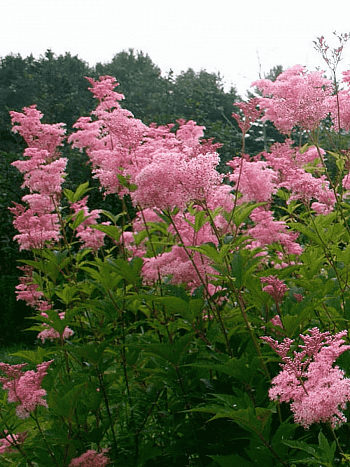 Лабазник пурпурный Venusta Magnifica