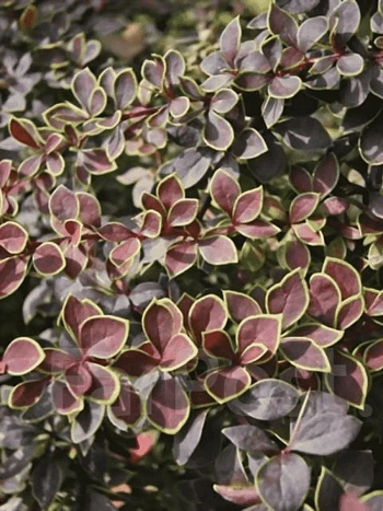 Барбарис Тунберга Coronita