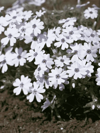 Флокс шиловидный Bavaria