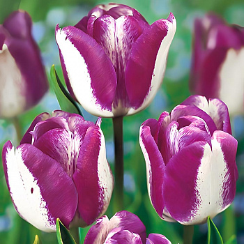 Тюльпан Триумф Хотпэнтс Тюльпан Триумф Хотпэнтс