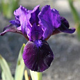 Ирис карликовый Little Shadow