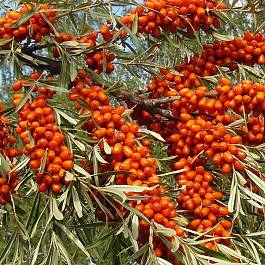 Облепиха Огниво