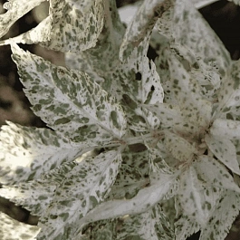 Бузина черная  Pulverulenta