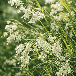 Ожика снежно-белая (Luzula nivea)