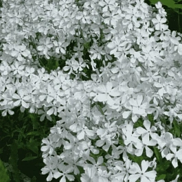 Флокс растопыренный White Perfume