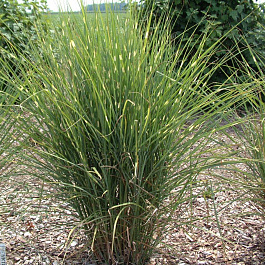 Мискантус китайский Пунктчен