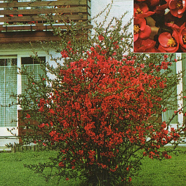 Айва великолепная Кримсон энд Голд Айва великолепная Кримсон энд Голд