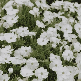 Флокс дугласа Admiral White