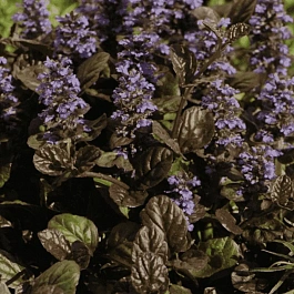 Живучка ползучая Braun Herz