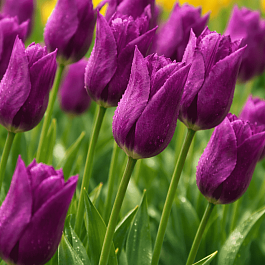 Тюльпан Purple Dream