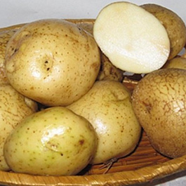 Картофель семенной Никулинский