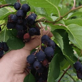 Ирга ольхолистная Thiessen