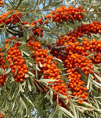 Облепиха Огниво