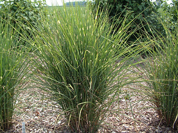 Мискантус китайский Пунктчен