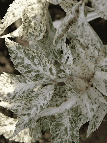 Бузина черная  Pulverulenta