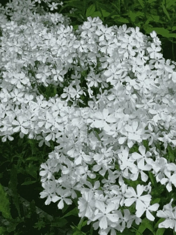 Флокс растопыренный White Perfume