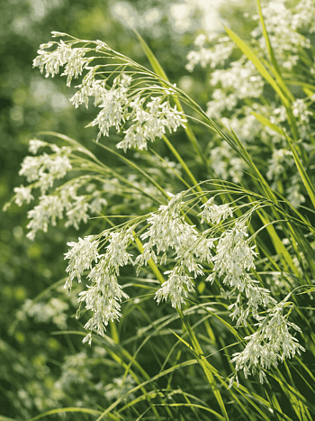 Ожика снежно-белая (Luzula nivea)