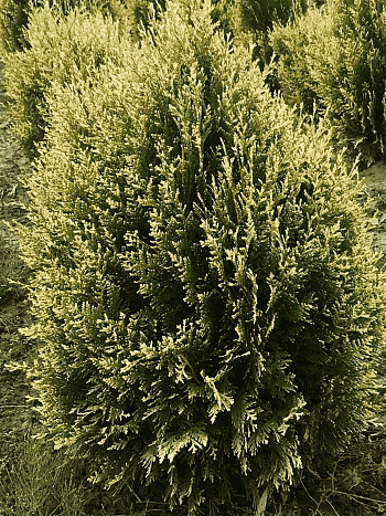 Туя складчатая Kornik